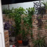 خونه اجاره ای|اجارهٔ آپارتمان|قم, علی آباد سعدگان|دیوار