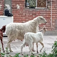 فروش یک عدد قوچ چینی و1عدد چپش 1عدد گیسه
