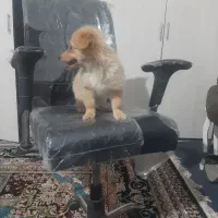 سگ پامر