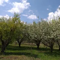 گلخانه‌‌یا‌باغ