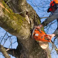 اره ، هرس و خرید  انواع چوب