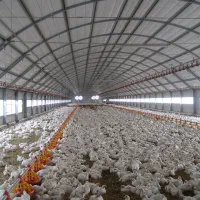 مرغداری گوشتی