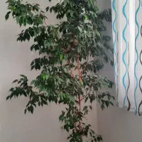 بنجامین ۱۲ ساله سرحال