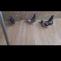 کفتر ،کبوتر کله جوجه ۳پره تا ۵پره|پرنده|شیراز, گلکوب|دیوار