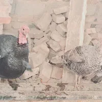 حیوانات بالدار