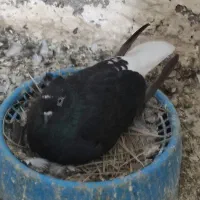 کپوتر اشعل و سینیی