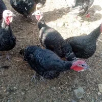 بوقلمون محلی|حیوانات مزرعه|جوین, |دیوار