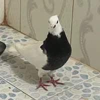 کبوتر طوقی|پرنده|تربت جام, کلالی|دیوار