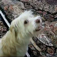 سگ گمشده (چهار سال پیش)|حیوانات|تهران, نارمک|دیوار