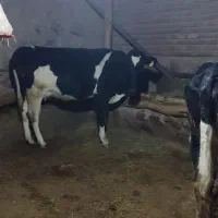 گاو‌شیری‌دو‌دندان