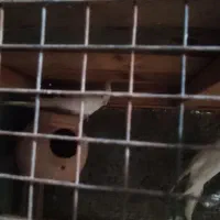 عروس هلندی|پرنده|چابهار, |دیوار