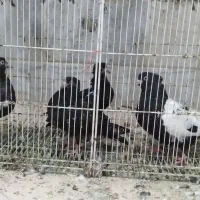 کبوتر|پرنده|مشهد, توس (بلوار توس)|دیوار