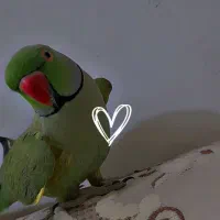 گمشده طوطی ملنگو