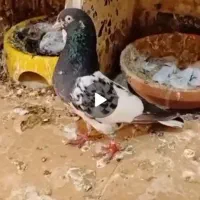 کبوتر گمشده