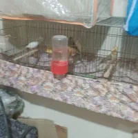 خورموج لنگک قناری نرمست تک رنگ ۱۸۰۰۰۰۰۰|پرنده|خورموج, |دیوار