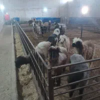 فروش دام زنده بره لری بختیاری|حیوانات مزرعه|تهران, شهرک علم و فناوری|دیوار