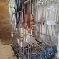 قفس کاسکویی بزرگ مناسب عروس هلندی و ..