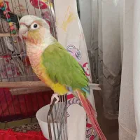 طولی برزیلی نر