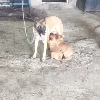 باسلام سگ مالینویز|سگ|کرمان, |دیوار