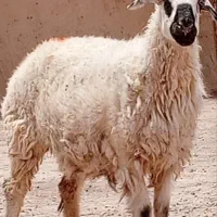 گوسفند ابست جملی زا