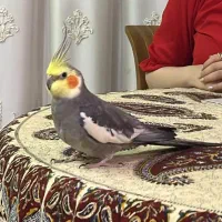 طوطی گمشده