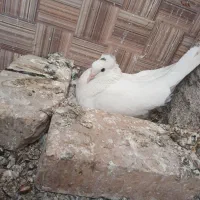 یک جفت کفتر پاک پاک