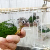جوجه گرینچیک