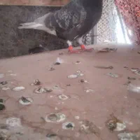 کفتر کبوتر