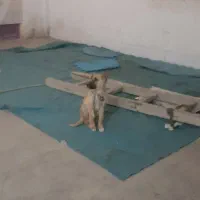 توله ژرمن خالص دوماهه