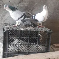 رنگی جفت سینه کوهی و جفت پرستو و پلاکی