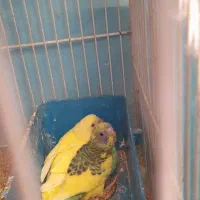 جوجه لوتینو خوشگل