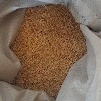 چلتیک
