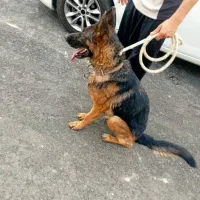 سگ ژرمن پژدر|سگ|قره چای, |دیوار