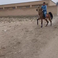 نریون سمند سواری دار