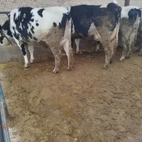 گاو گوساله گاو شیری تلیسه گاو شیری تولیدبالا درجه1|حیوانات مزرعه|شیروان (خراسان), |دیوار