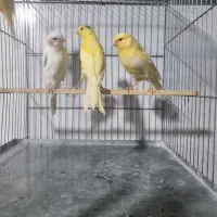 جوجه قناری