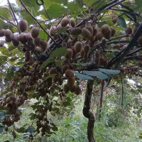 فروش کیوی|عمده‌فروشی|سنگر, |دیوار