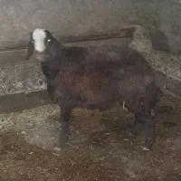 بره نر افشار|حیوانات مزرعه|خنداب, |دیوار