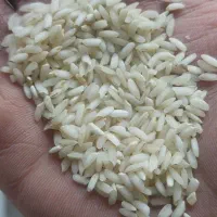 برنج عنبر بو درجه ۱