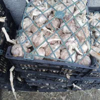 سیر قرمز خشک