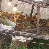 جوجه غازمحلی