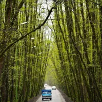 خریدار چوب سقفی