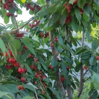 ویلادرشادبادعلیا