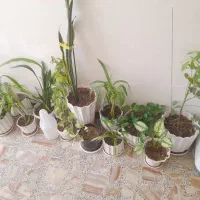 گل و گلدان