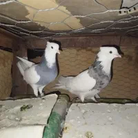 طوقی|پرنده|جیرفت, |دیوار