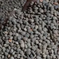عدس ریز خوش پخت