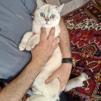 گربه نر بریتیش اصیل پدر و مادر وادراتی