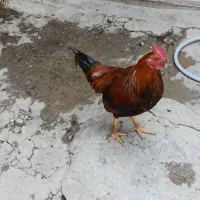 خروس‌جوان