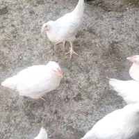 جوجه گوشتی بزرگ