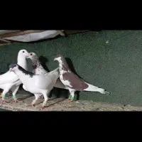 12 تا رنگی پرنده